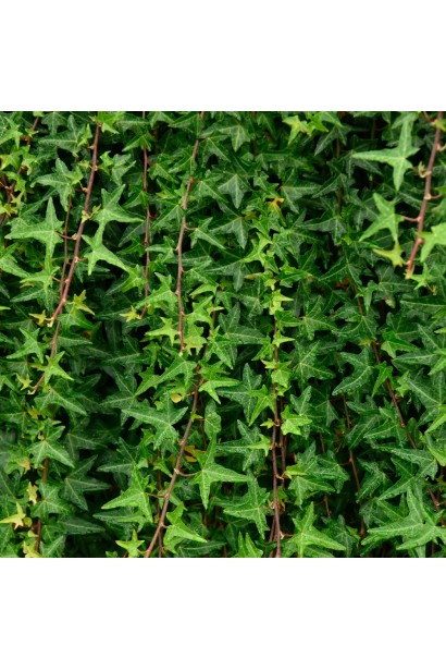 Кущ плюща Сагіттіфолія – вічнозелене озеленення